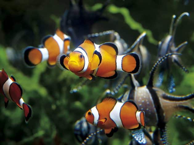 Visiter Saint Malo : aquarium de Saint Malo
