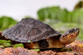 Parc des tortues A Capulatta