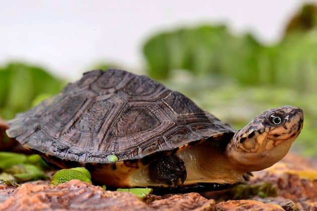 Parc des tortues A Capulatta