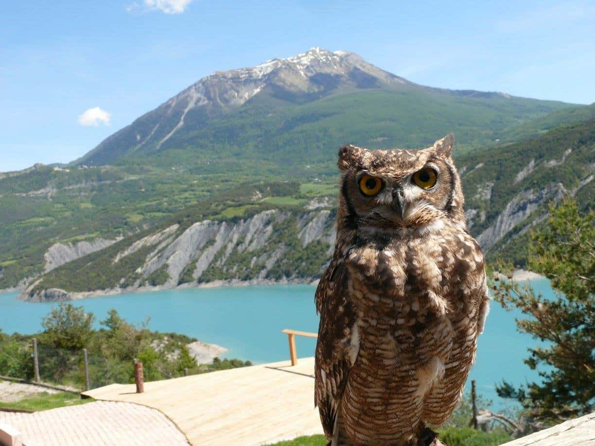 visiter Hautes-Alpes - Parc Animalier Serre Ponçon