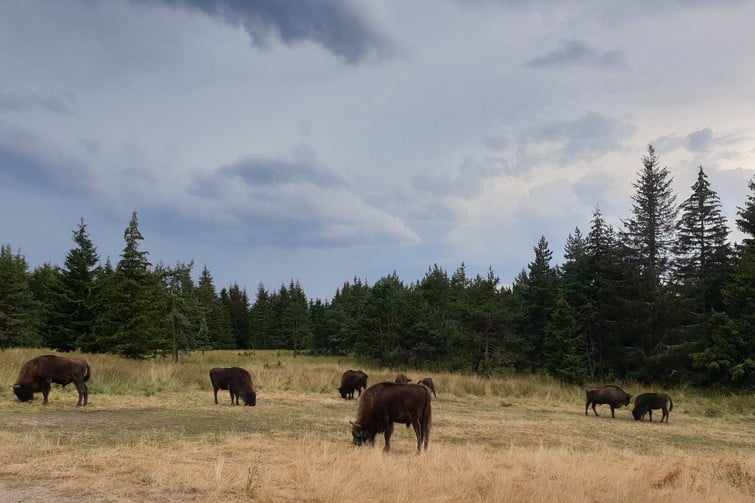 Réserve naturelle des bisons d'Europe