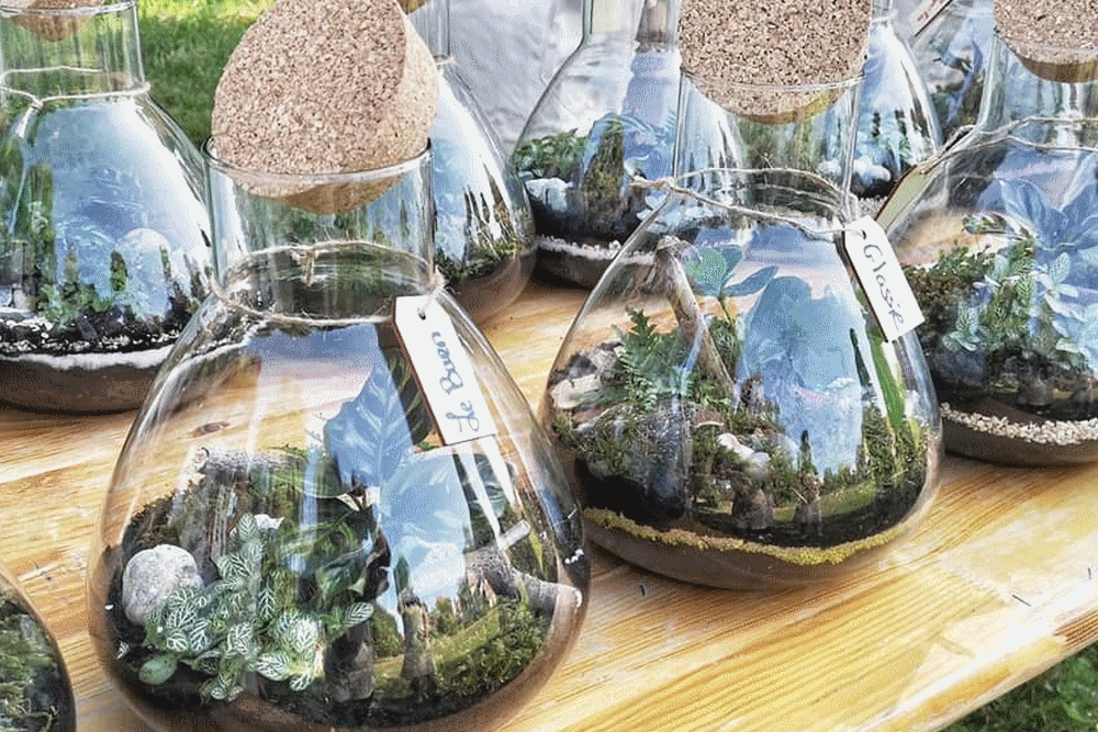 10 idées de terrariums de plantes