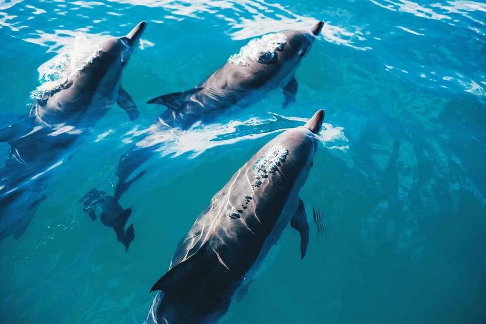 Une session de nage avec des dauphins