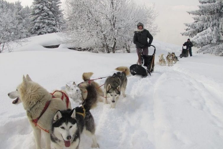 Chiens de traineau à Chamonix