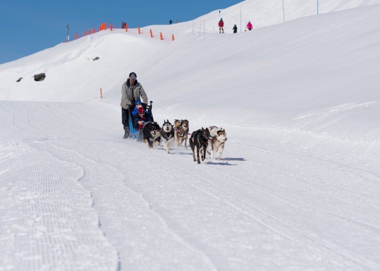 chiens traîneau val thorens
