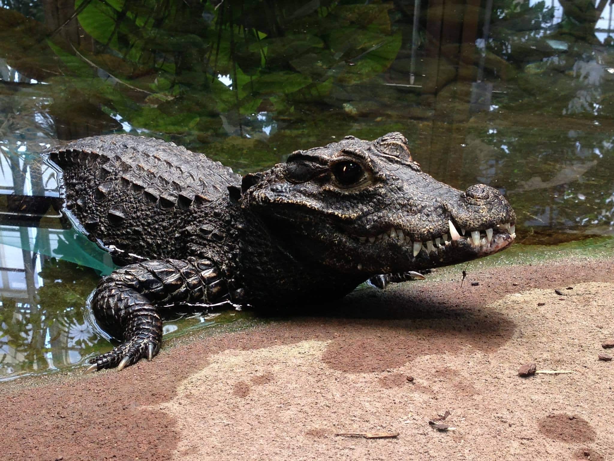 Crocodile Planet Exotica
