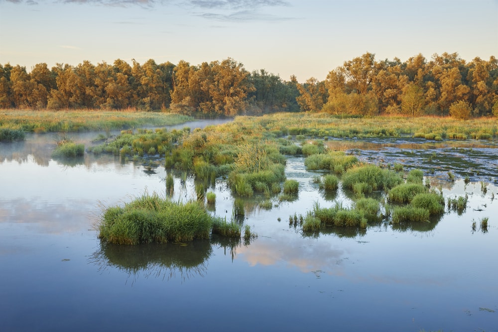 Parc national De Biesbosch