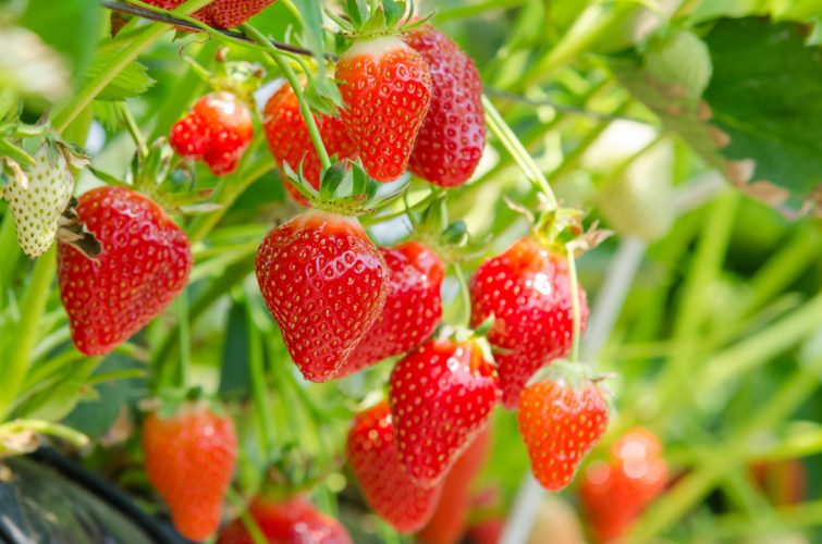 fraises-visiter-province-anvers