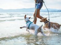 Les plages de France autorisées aux chiens