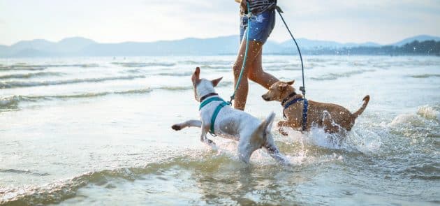 Les plages de France autorisées aux chiens
