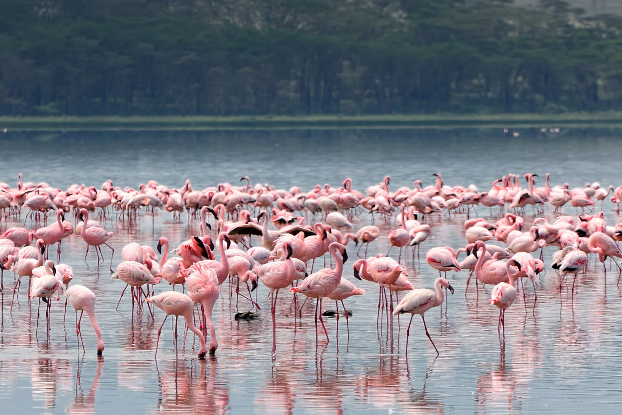 lac Nakuru Kenya