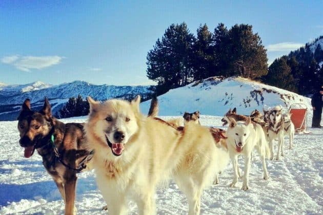 Faire une balade en chien de traîneau en Andorre