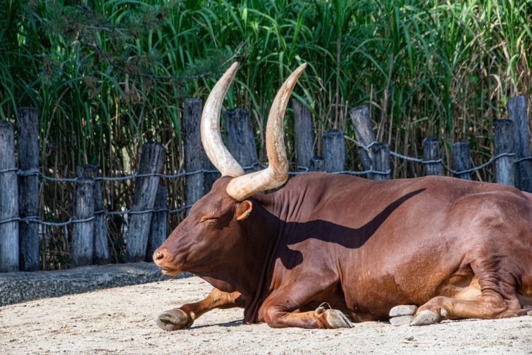 La ferme des bisons visiter Province du Luxembourg