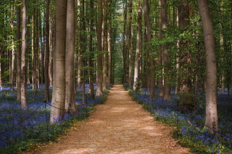 Forêt hallerbos visiter Brabant flamand