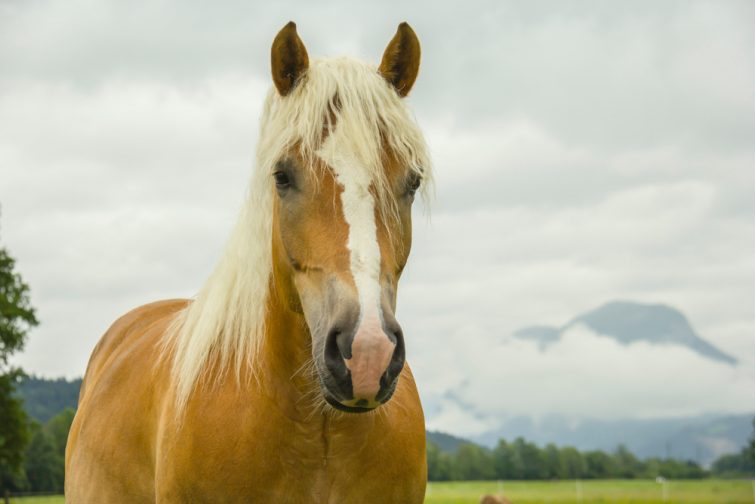 mayrhofen-activites-outdoor-cheval