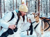 chien de traîneau Rovaniemi