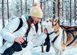 chien de traîneau Rovaniemi