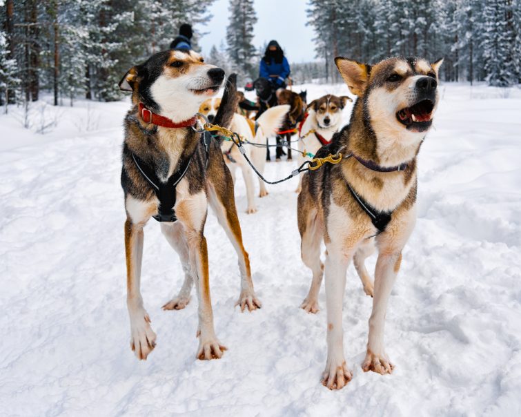chien de traîneau Rovaniemi