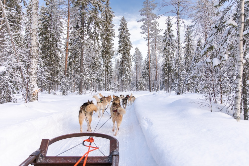 chien de traîneau Rovaniemi