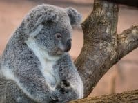 Koala Beauval