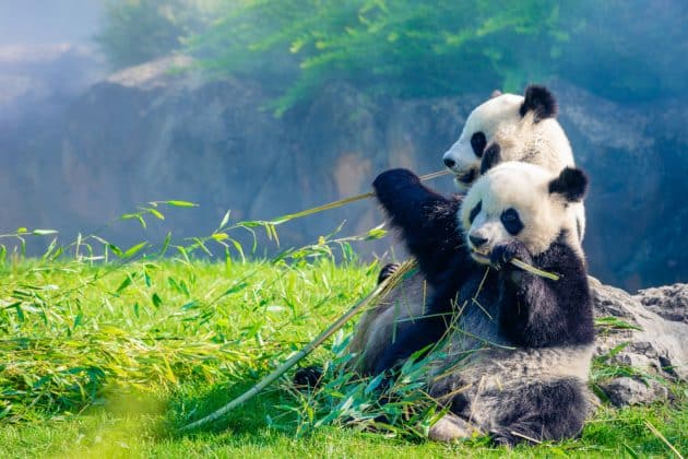 Panda Zoo de Beauval