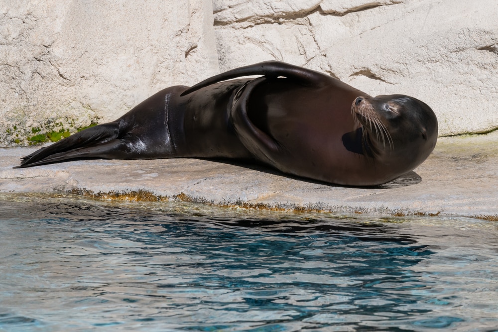 Devenir soigneur d’un jour au Zoo de Beauval