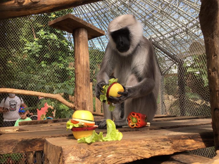 Devenir soigneur d’un jour au Zoo de Beauval