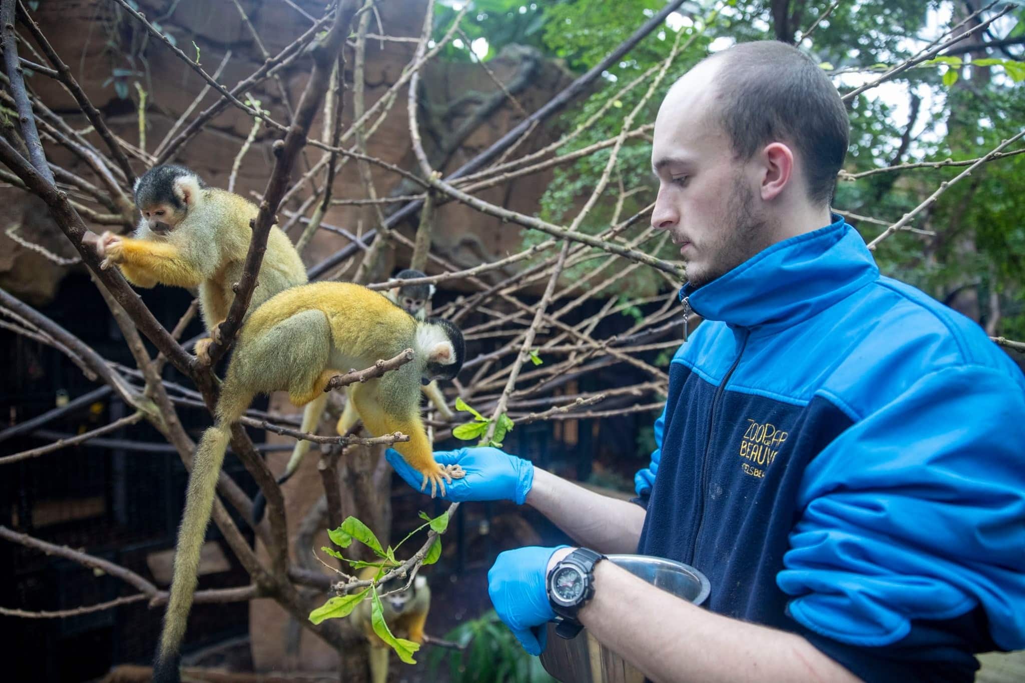 Soigneur Dun Jour Zoo De Beauval
