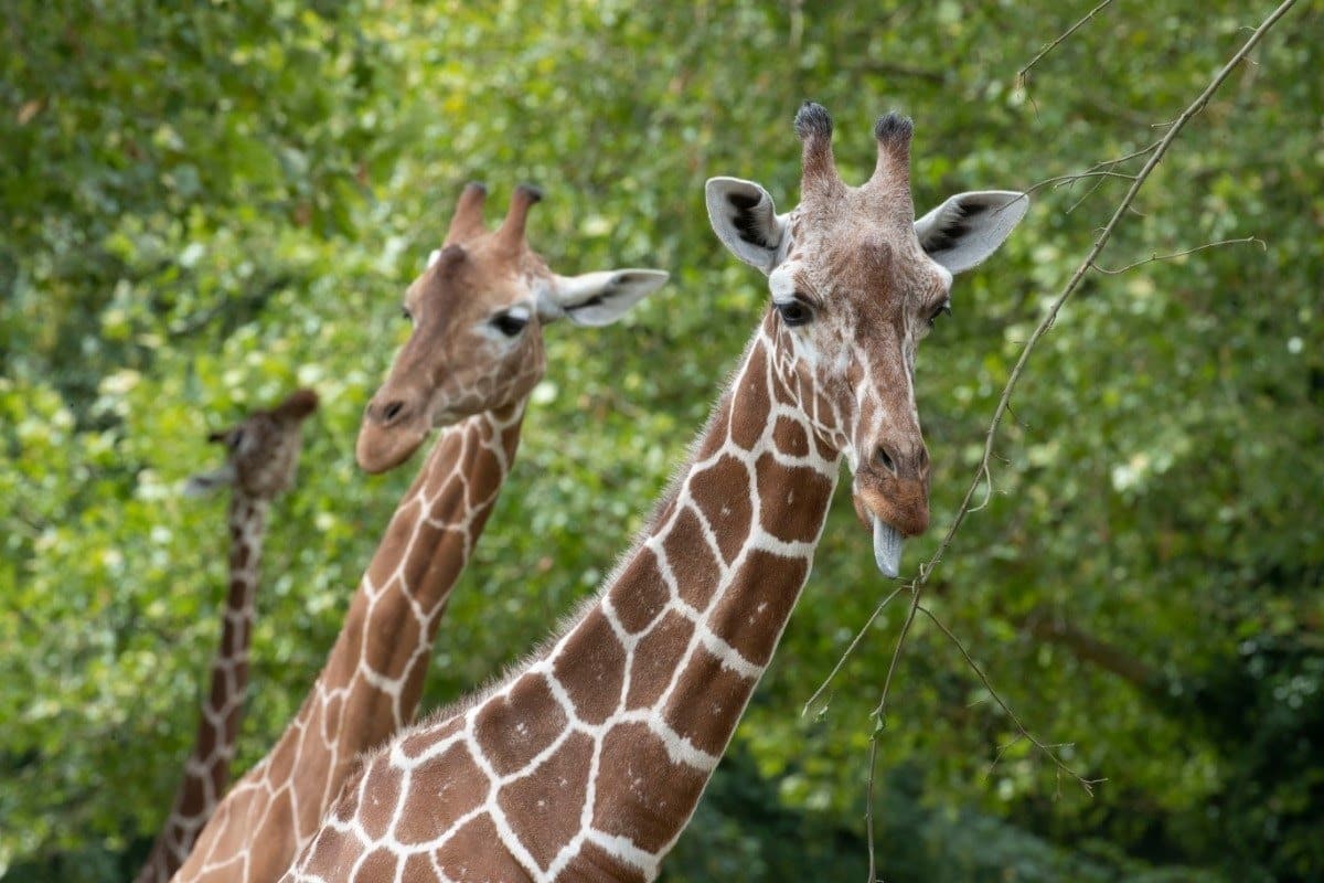 girafe-zoo-beauval