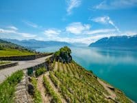 Vignoble du Lavaux