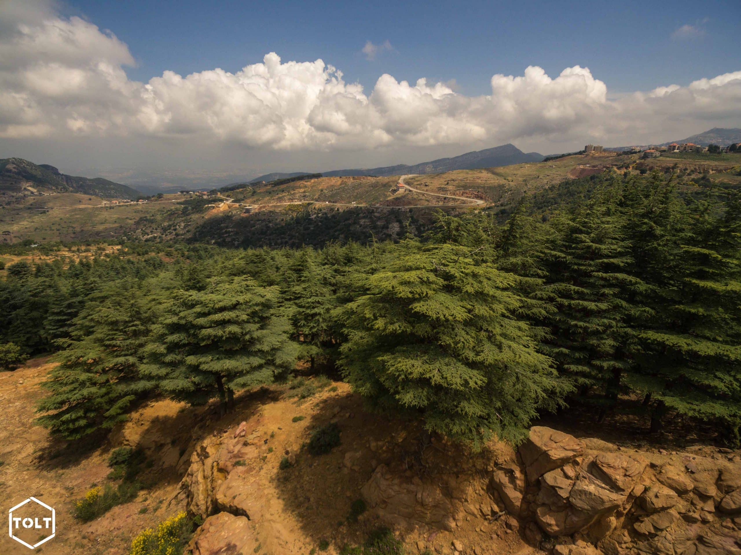 Forêt de cèdres Liban
