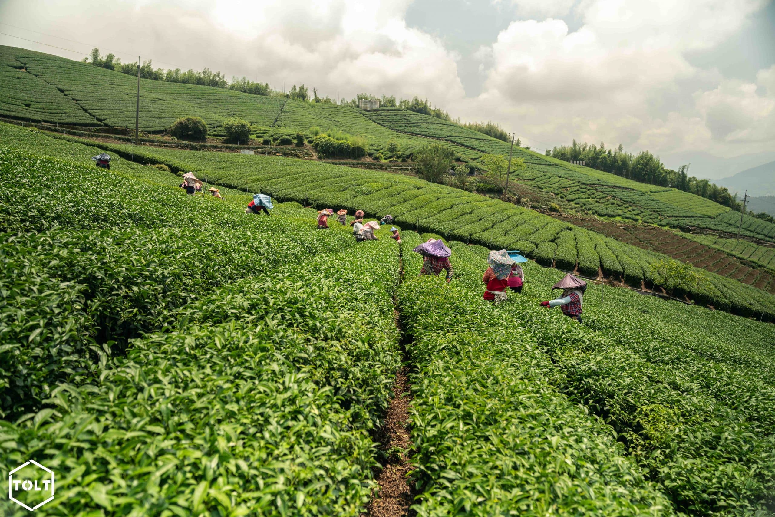 Plantation de thé Taïwan