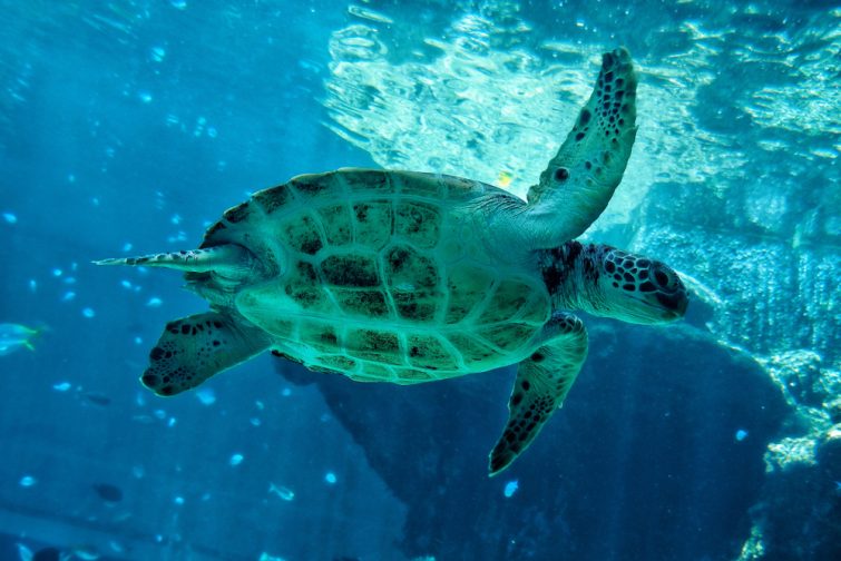 tartaruga-acquario