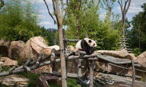 Panda au Zoo de Beauval