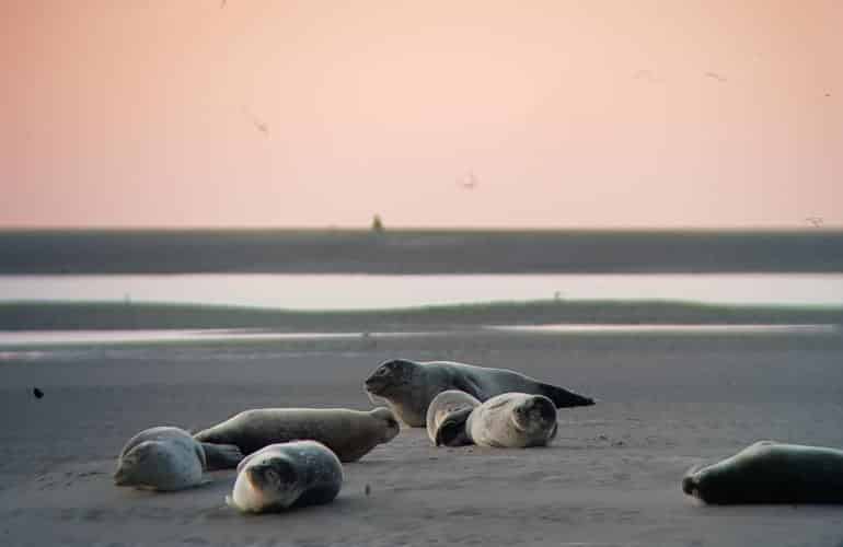 Week-end insolite dans la Baie de Somme pour découvrir les phoques