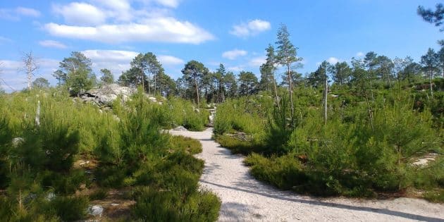 Les 8 plus belles randonnées à faire dans la Forêt de Fontainebleau