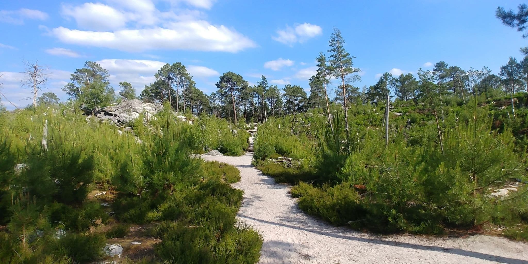 Les 8 Plus Belles Randonn es Faire Dans La For t De Fontainebleau