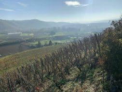 Randonnée autour de Lyon : Le sentier des vignes