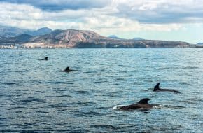 un lieu idéal pour observer les baleines et les dauphins