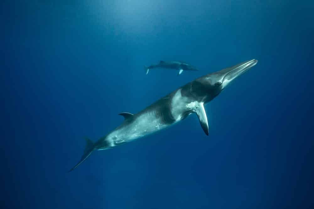 Au large de la Bretagne - dauphins baleines