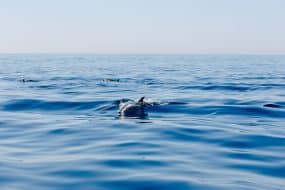 Les 6 endroits où voir des dauphins et des baleines sur les côtes françaises