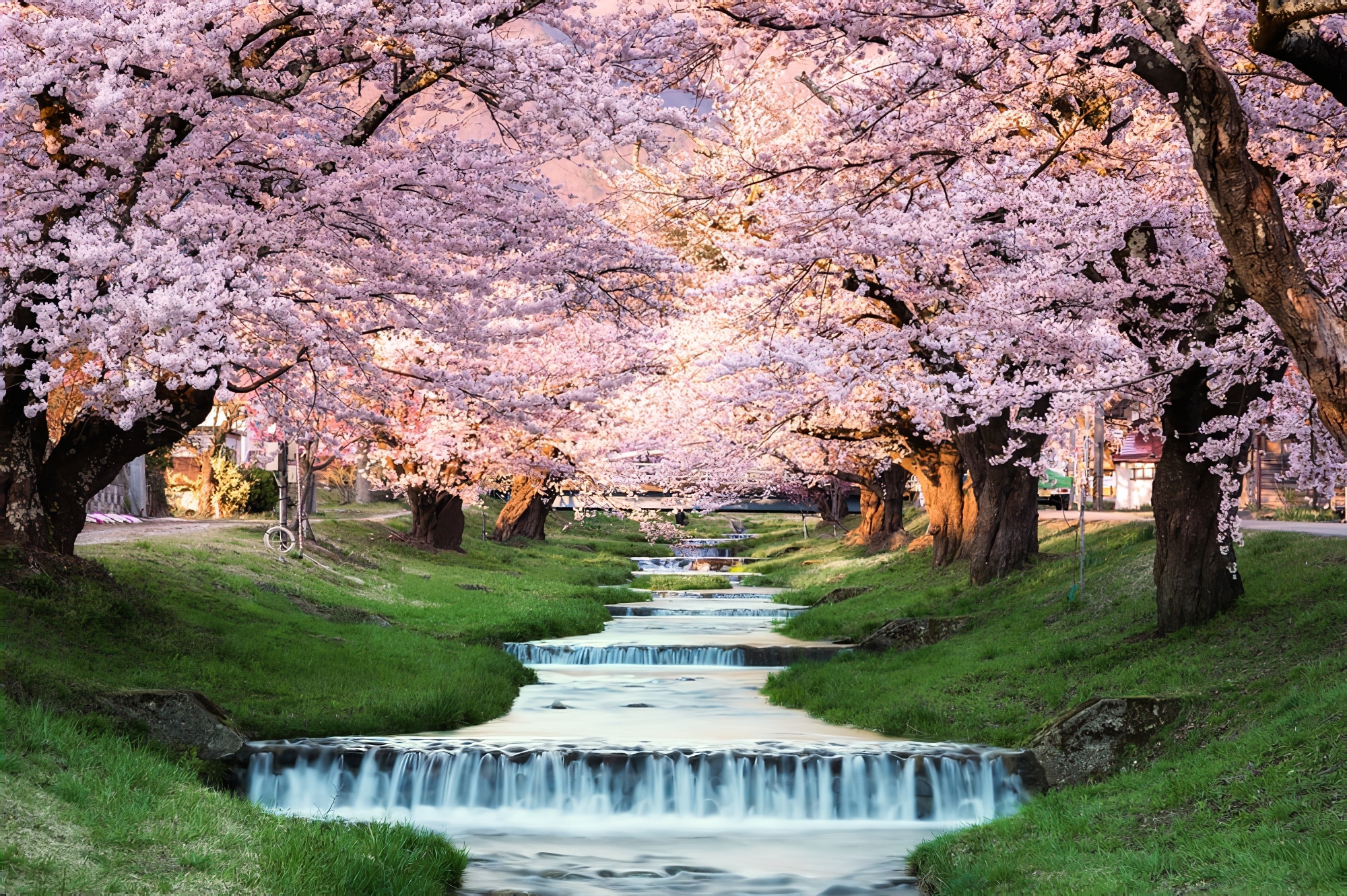 Fleurs de cerisiers à Kawageta Fukushima, Japon