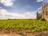 Que voir et que faire lors d'une visite des vignobles de Saint-Emilion ?