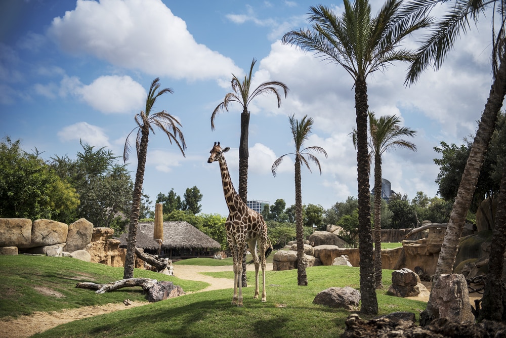 Le Bioparc Valencia