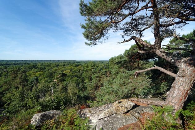 Fontainebleau, la plus belle forêt de France ?