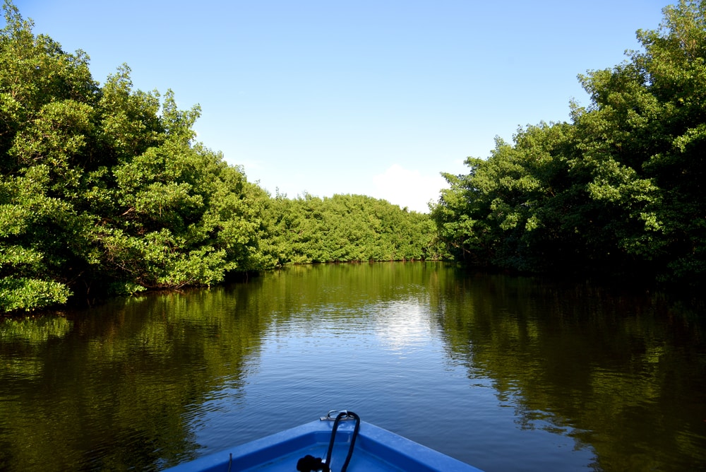 Balades bateau Guadeloupe : Visite de la mangrove en pêchant