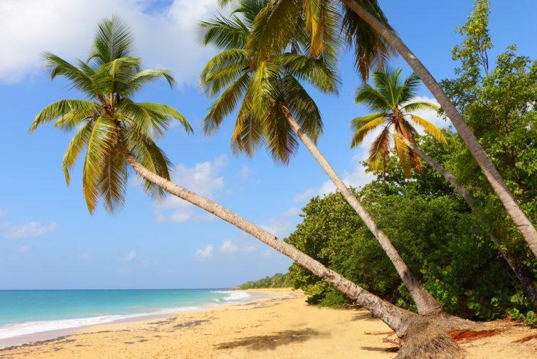 La plage des Salines - visiter la Martinique