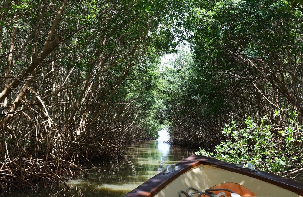 Balades bateau Martinique : mangrove