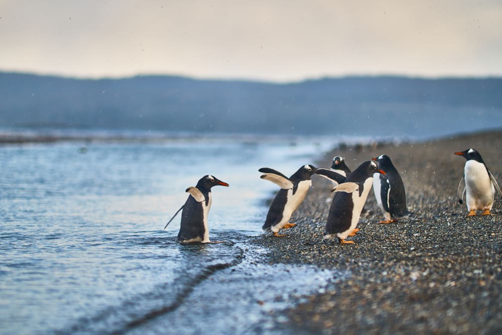 pingüinos Ushuaia - fotos Argentina