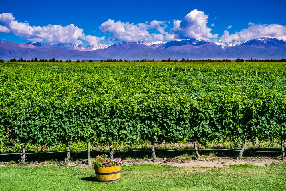 Vines of Mendoza